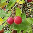 Malus pumila (jabłoń niska)