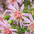 Symphyotrichum ericoides Lovely
