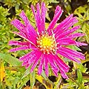 Symphyotrichum dumosum Marjorie