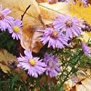 Symphyotrichum novi-belgii Magic Lavender