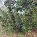 Taxus baccata Washingtonii