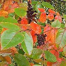 Rhus potaninii (sumak Potanina)