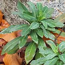 Micromeria dalmatica (mikromeria dalmatyńska)