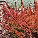 Calluna vulgaris Zoe