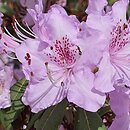 Rhododendron concinnum