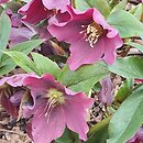 Helleborus ×hybridus Red Lady