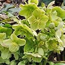 Helleborus ×nigercors