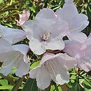Rhododendron adenopodum