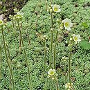 Saxifraga cochlearis (skalnica łyżkolistna)