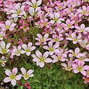 Saxifraga rosacea (skalnica różyczkowa)