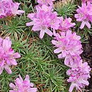Armeria humilis (zawciąg jałowcolistny)