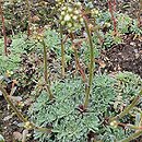 Saxifraga paniculata Portae