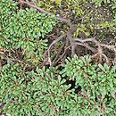 Limonium gougetianum