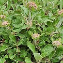 Eriogonum compositum