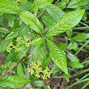 Orixa japonica (oriksa japońska)