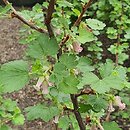 Ribes cereum