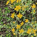 Kerria japonica Picta