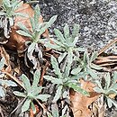 Salvia daghestanica