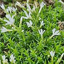 Phlox caespitosa cv. Colulei