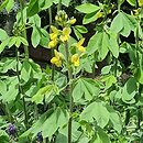 Thermopsis lanceolata