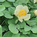Paeonia mlokosewitschii (piwonia Młokosiewicza)
