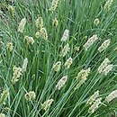 Sesleria nitida (sesleria lśniąca)