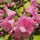 Rhododendron hort. Stockholm