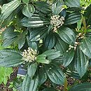 Viburnum davidi (kalina Davida)
