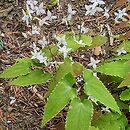 Epimedium stellulatum