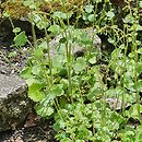 Saxifraga chrysospleniifolia