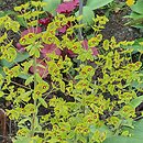 Euphorbia Ascot Rainbow