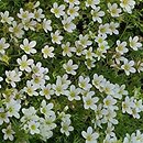 Saxifraga exarata (skalnica darniowa)