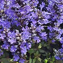 Ajuga tenorei Chocolate Chip