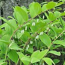 Polygonatum odoratum Variegatum