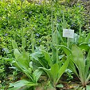Micranthes pensylvanica