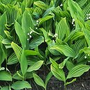 Convallaria majalis Albostriata