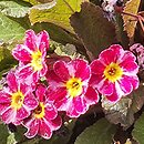 Primula vulgaris Dark Rosaleen