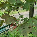 Acer platanoides Schwedleri