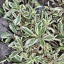 Arabis procurrens Variegata