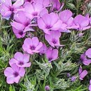 Phlox douglasii (płomyk Douglasa)