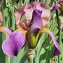 Iris hort. Plumeri
