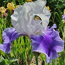 Iris hort. Ride the Wind