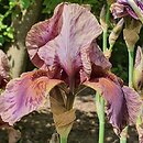 Iris hort. Jungle Shadows