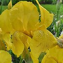 Iris hort. Art Deco