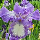 Iris hort. Aurelie