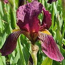Iris hort. Big Squeeze