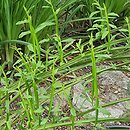 Baccharis sagittalis (komarnik skrzydlaty)
