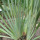 Phormium tenax (tęgosz mocny)