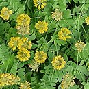 Coronilla coronata (cieciorka żółta)