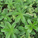 Alchemilla plicatula (przywrotnik fałdkowany)